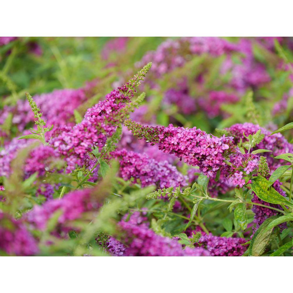 PROVEN WINNERS 4.5 in. Qt. Lo and Behold 'Ruby Chip' Butterfly Bush (Buddleia) Live Shrub Red Flowers BUDPRC1107800