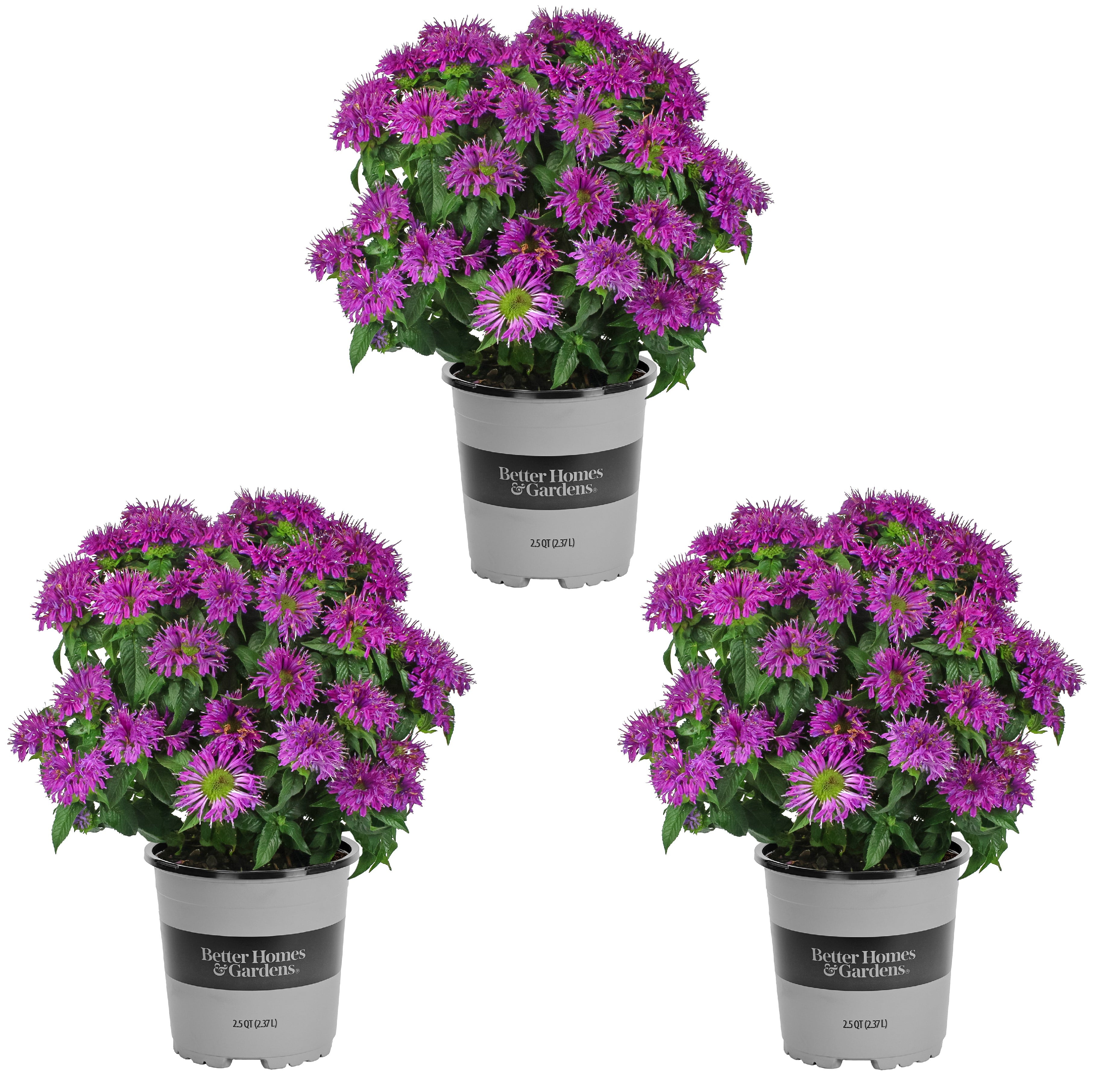 Better Homes and Gardens 2.5QT Multicolor Monarda (3 Pack) Live Plants