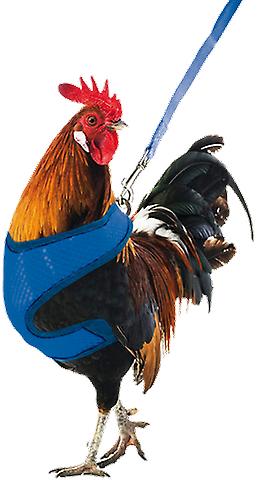 Gaun Chicken Harness