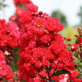 FIRST EDITIONS 3 Gal. Ruffled Red Magic Crape Myrtle Tree CRMRUF03G