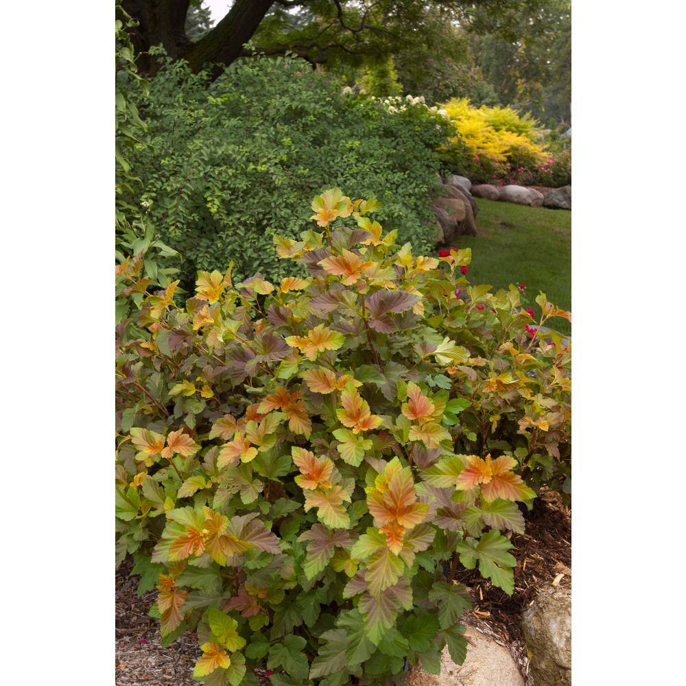 FIRST EDITIONS 2 Gal. Amber Jubilee Ninebark (Physocarpus) Live Shrub with White Flowers O58412F