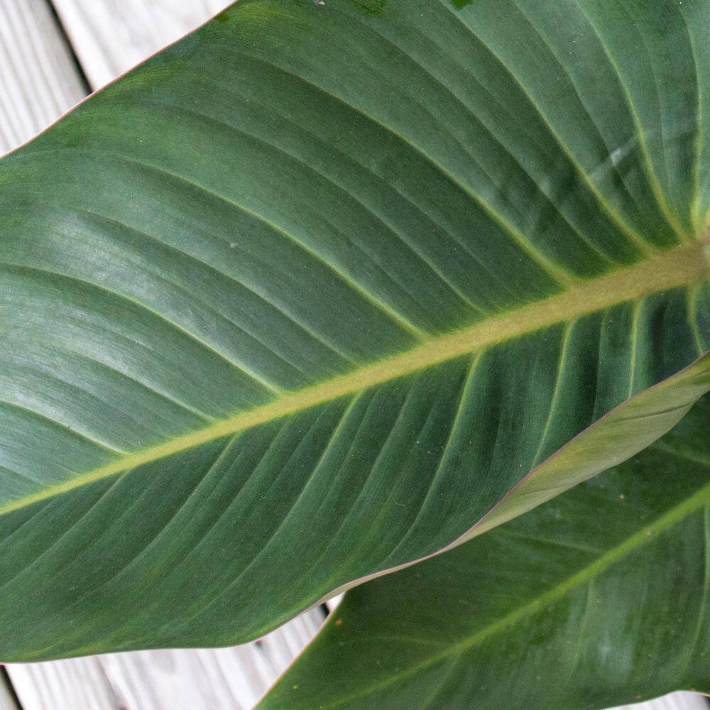 United Nursery Red Congo Live Philodendron tatei Indoor Plant in 9.25 inch Grower Pot REDCONGO10GP