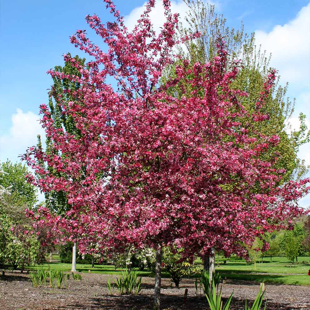 Royal Raindrops® Crabapple Tree