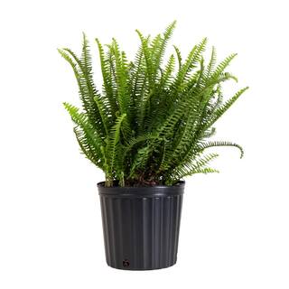 United Nursery Kimberly Queen Fern Plant in 9.25 inch Grower Pot 20286