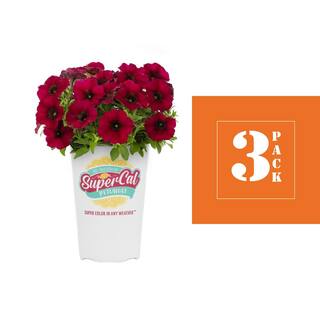 SUPERCAL 2.5 Qt. Bordeaux Premium SuperCal Petunia Outdoor Annual Plant with Red Flowers (3-Pack) 4283