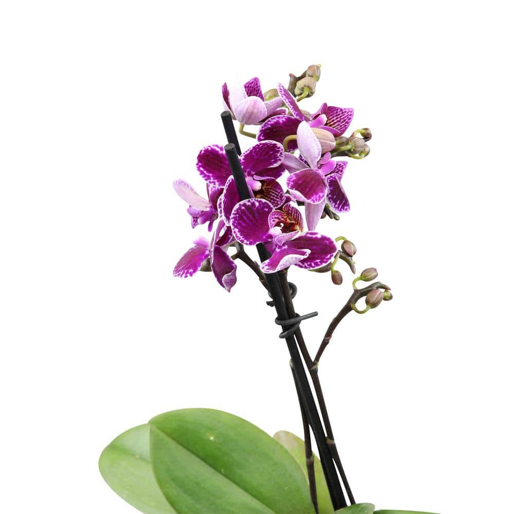 ALTMAN PLANTS 3.5 in. Purple Orchid (Phalaenopsis) Live House Plant in White Ceramic Pot 0873007