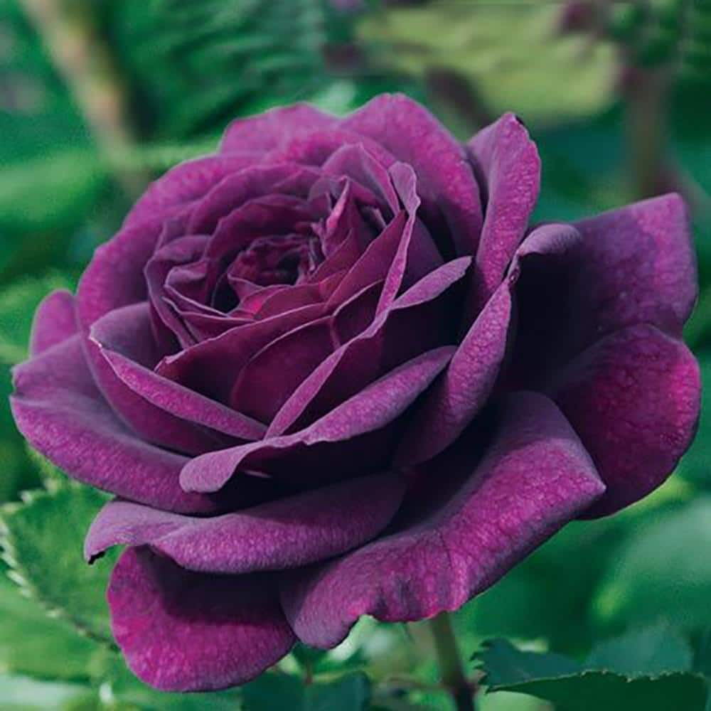 Spring Hill Nurseries Ebb Tide Floribunda Rose Dormant Bare Root Plant Purple Flowers (1-Pack) 86085