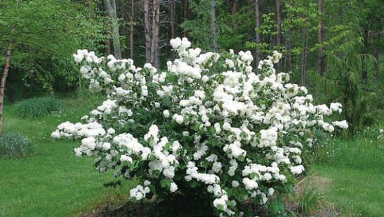 Shakaz Viburnum Shrub