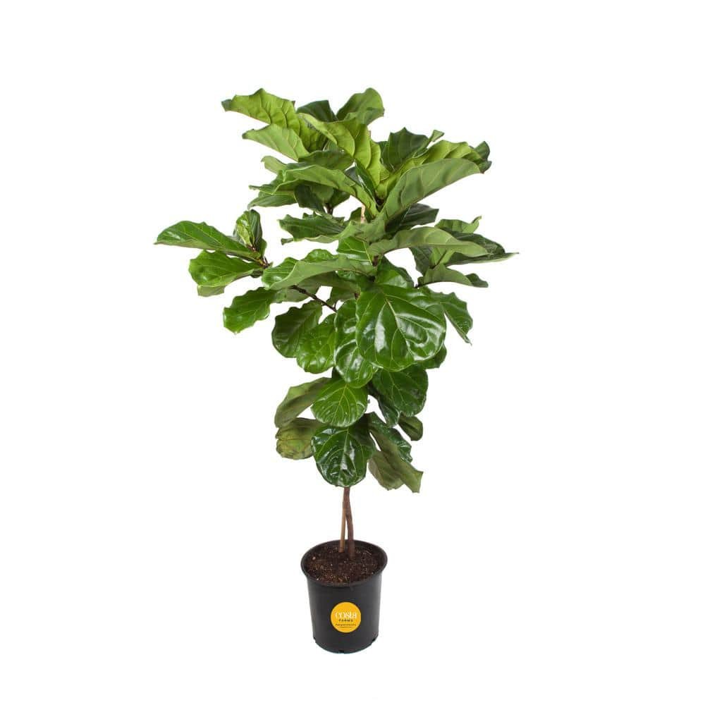 Costa Farms Ficus Lyrata Fiddle Leaf Fig Standard Indoor Plant in 14 in. Grower's Pot Average Shipping Height 5-6 ft. Tall XL-6FL-G-POT-01