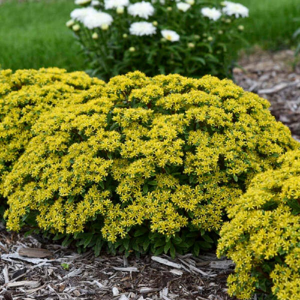 PROVEN WINNERS 0.65 Gal. Rock N Round Bright Idea Stonecrop (Sedum) Live Plant Yellow flowers and Green Foliage SEDPWP1147103