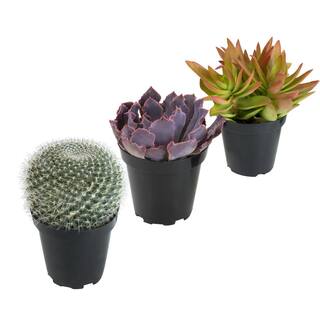 SMART PLANET 3.5quot Live Plant Assortment of 2 Succulents and 1 Cactus 0881015