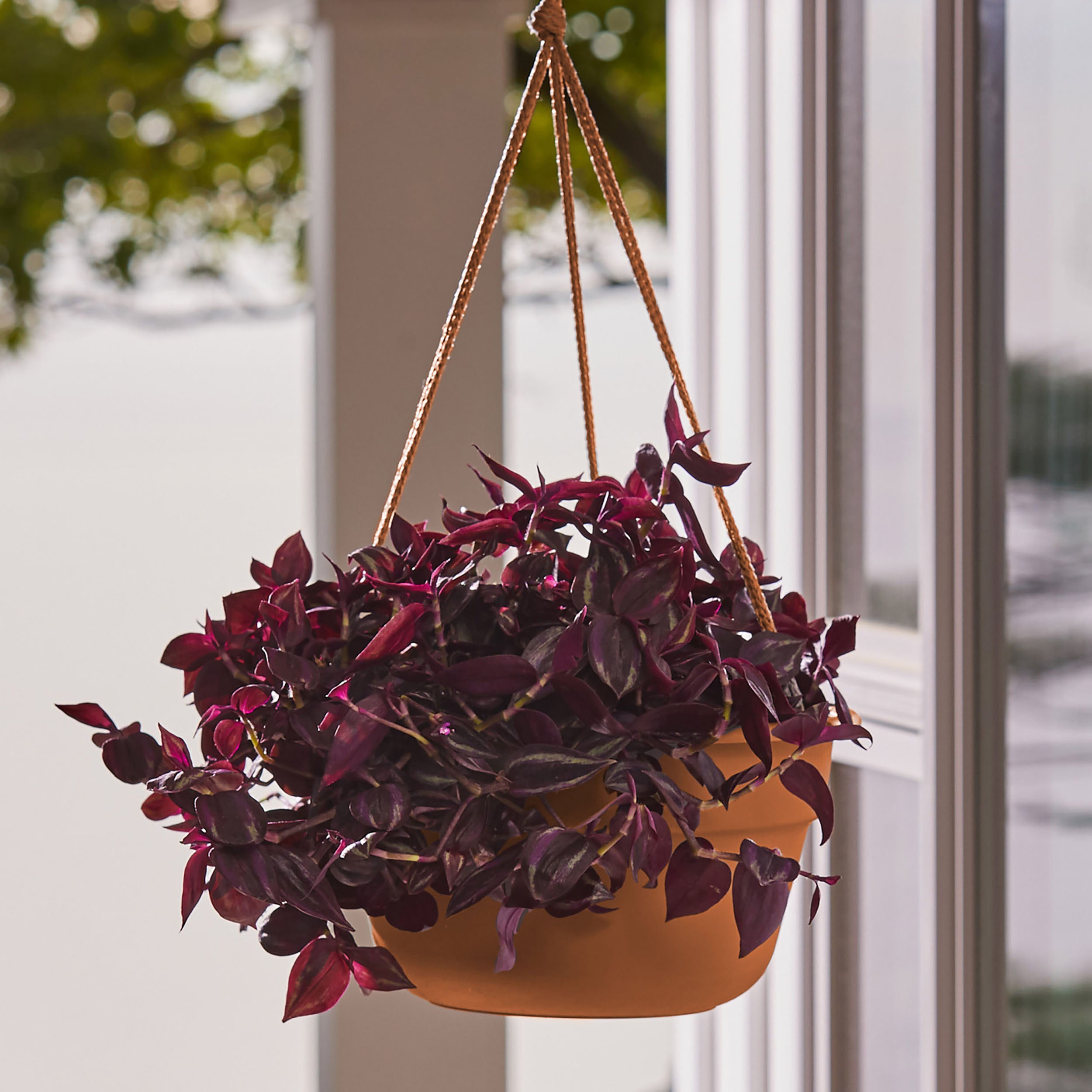 Bloem 6.75" Oriental Round Hanging Planter with Self-Watering