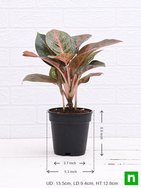 Aglaonema widuri, Aglaonema Red Peacock - Plant