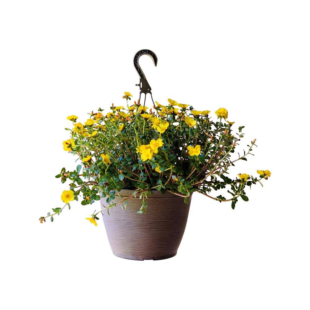 Vigoro 1.8 Gal. Purslane Plant Yellow Flowers in 11 In. Hanging Basket DC11HBPURSYEL