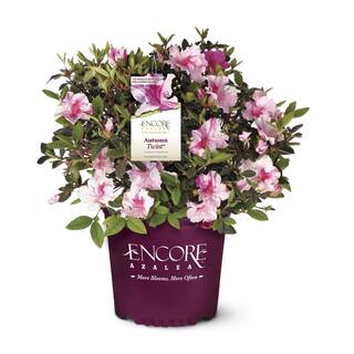 ENCORE AZALEA 3 Gal. Autumn Twist Shrub with Purple and White Reblooming Flowers 80563