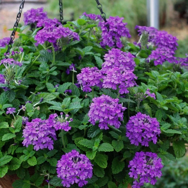 2.5qt Endurascape Dark Purple Verbena Plant With Purple Blooms - National Plant Network