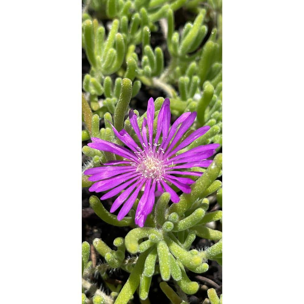 Cesicia Pink Ice Plant in Separate in Pots (3-Pack) W-01-76R