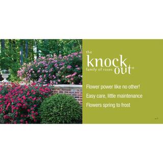 KNOCK OUT 2 Gal. Red Double Knock Out Rose Bush with Red Flowers (2-Pack) 15679