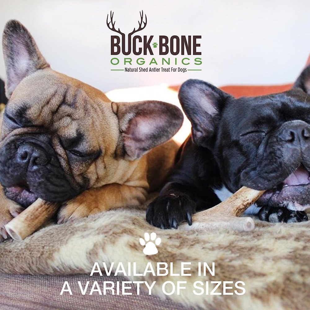 Buck Bone Organics Whole Elk Antler Dog Chews， 4-in