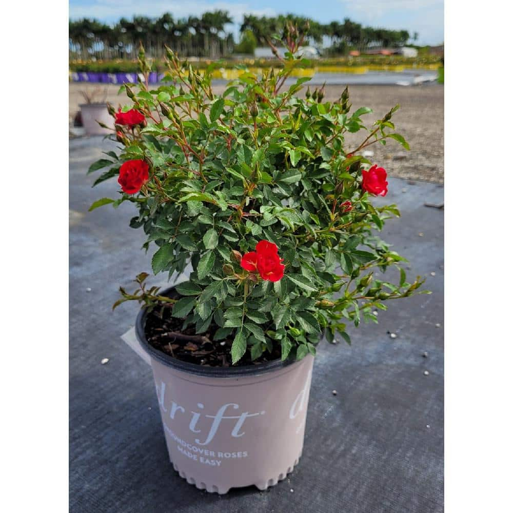 Drift 2.5 Qt. Rose Drift Assorted Colors in 6.3 in. Drift Pot BOPIS1926