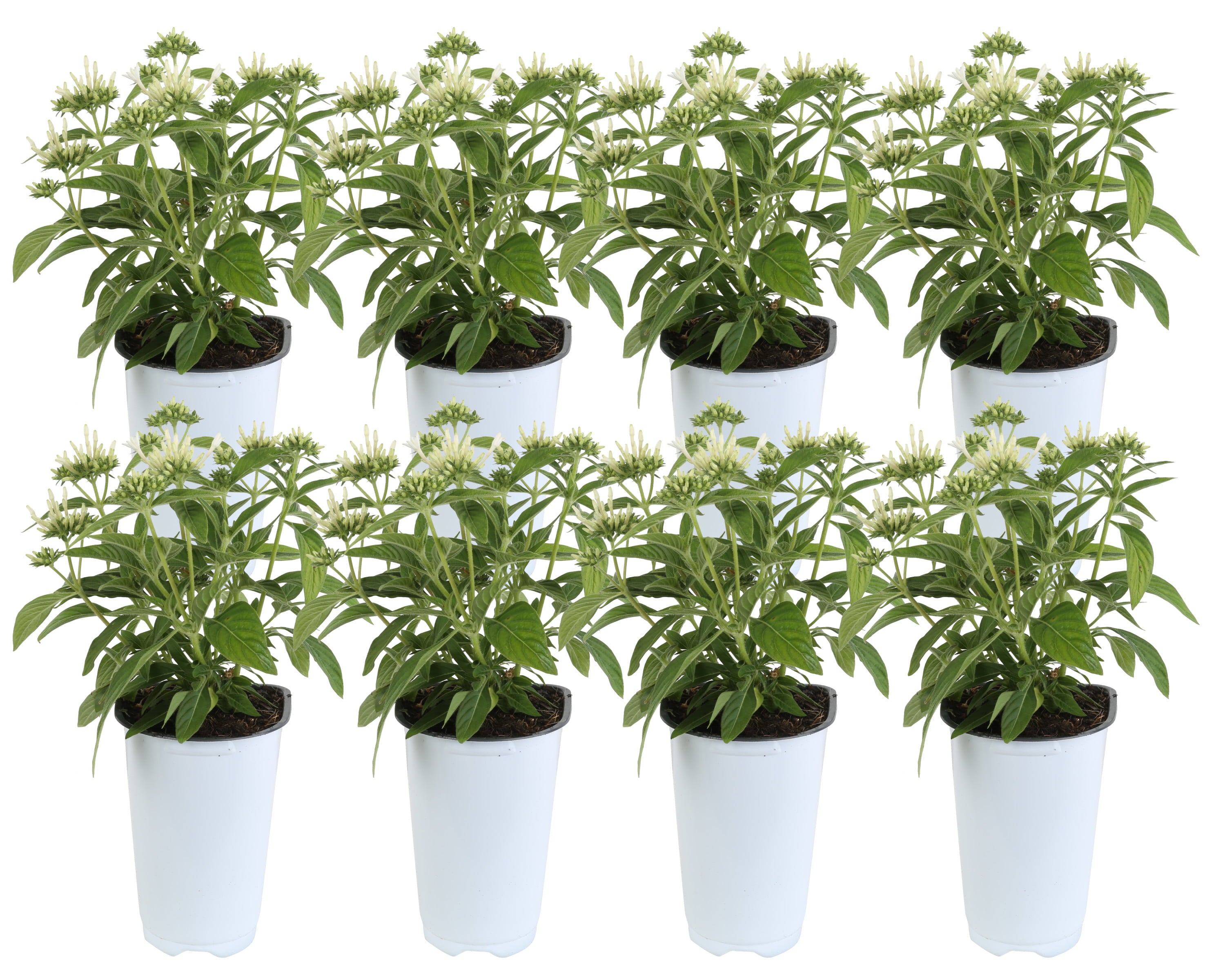 Costa Farms  Live Outdoor 13.5in. Tall White Pentas; Full Sun Outdoors Plant in 4.5in. Grower Pot， 8-Pack