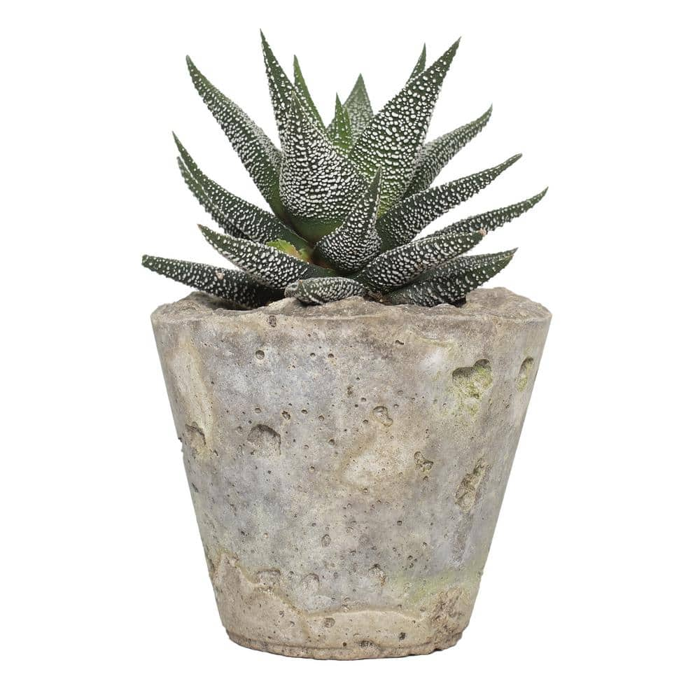 national PLANT NETWORK 4 in. Haworthia with Unique Blossoms in Decorative Stone Container (3-Pack) HD1633