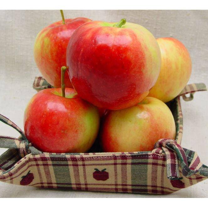 Online Orchards 3 ft. Prairie Spy Apple Tree with Cold Hardy Capabilities Without Losing and Quality of Flavor FTAP213
