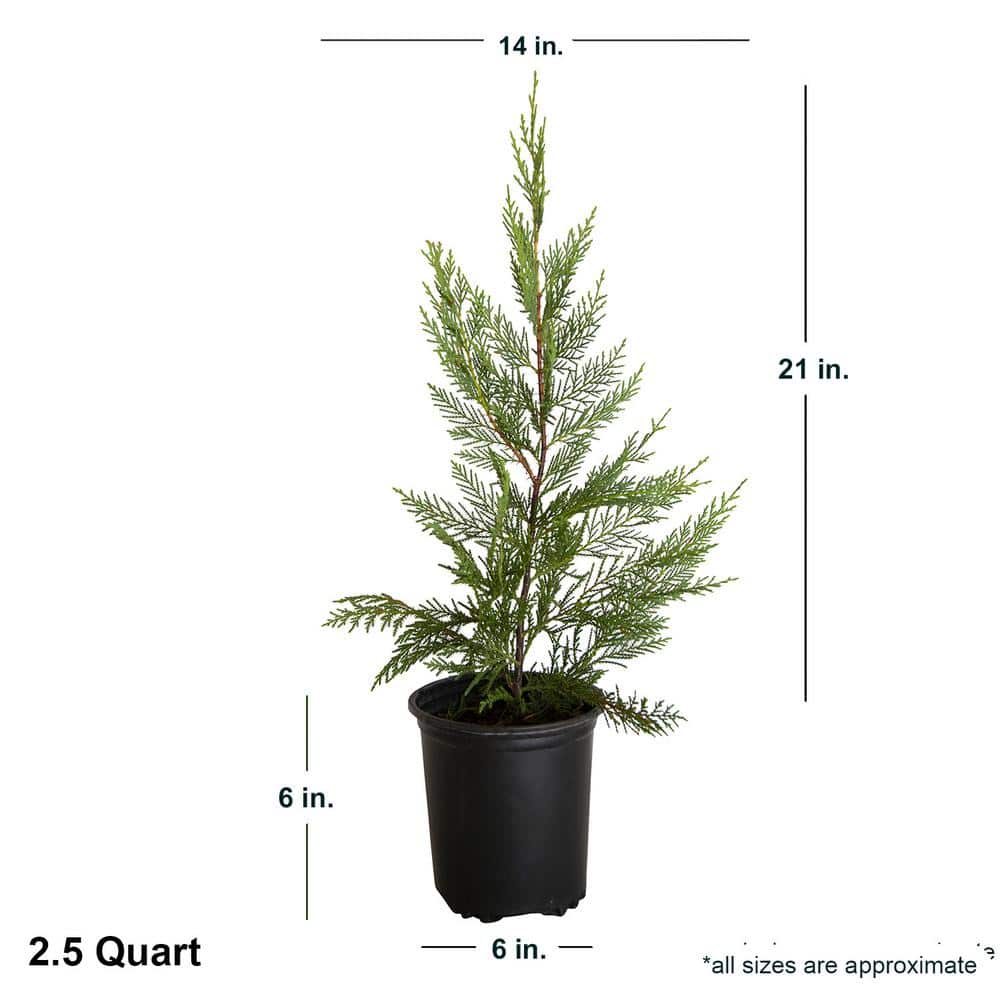 FLOWERWOOD 2.5 Qt. Leyland Cypress Live Evergreen Shrub Rich Green Foliage 12371