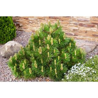 Online Orchards 1 Gal. Dwarf Mountain Pine Mugo Shrub CFMP001