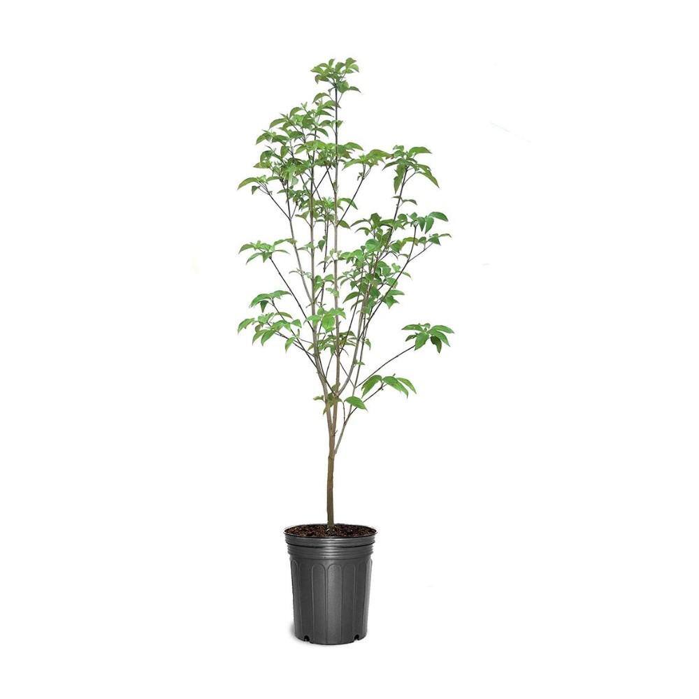 5 Gal. Red Dogwood Flowering Deciduous Tree with Red Flowers DOGRED05G