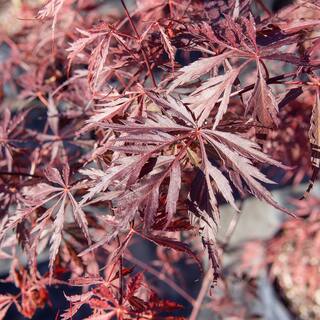 Perfect Plants 3 ft. to 4 ft. Tall Weeping Tamukeyama Japanese Maple Tree in Grower's Pot Elegant Flowing Red Foliage THD00557