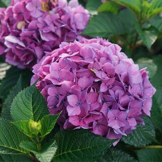PROVEN WINNERS 4.5 in. qt. Let's Dance Lovable Bigleaf Hydrangea (Macrophylla) with Pink Purple and Blue Flowers HYDPRC2577800