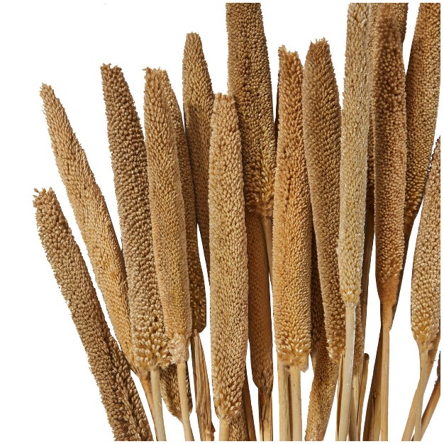 20 x27 x27 X 1 x27 x27 Dried Plant Bunny Tail Natural Foliage With Long Stems Brown Olivia amp May