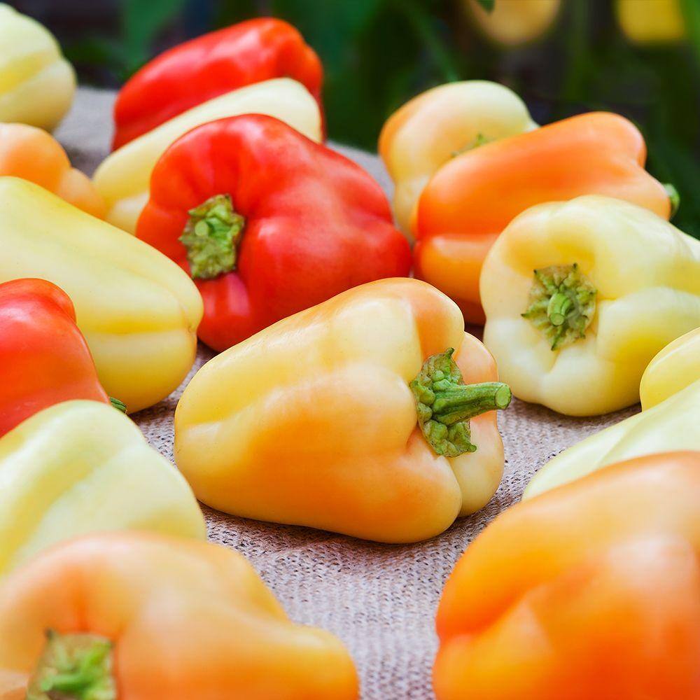Bonnie Plants 19 oz. Gypsy Pepper Plant 3700