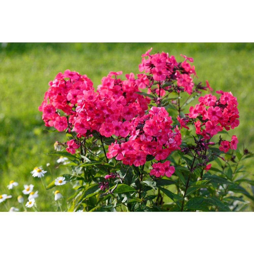 BELL NURSERY 1 Gal. Phlox Tall Live Perennial Plant Pink Flowers (1-Pack) PHLOX1PNK1PK