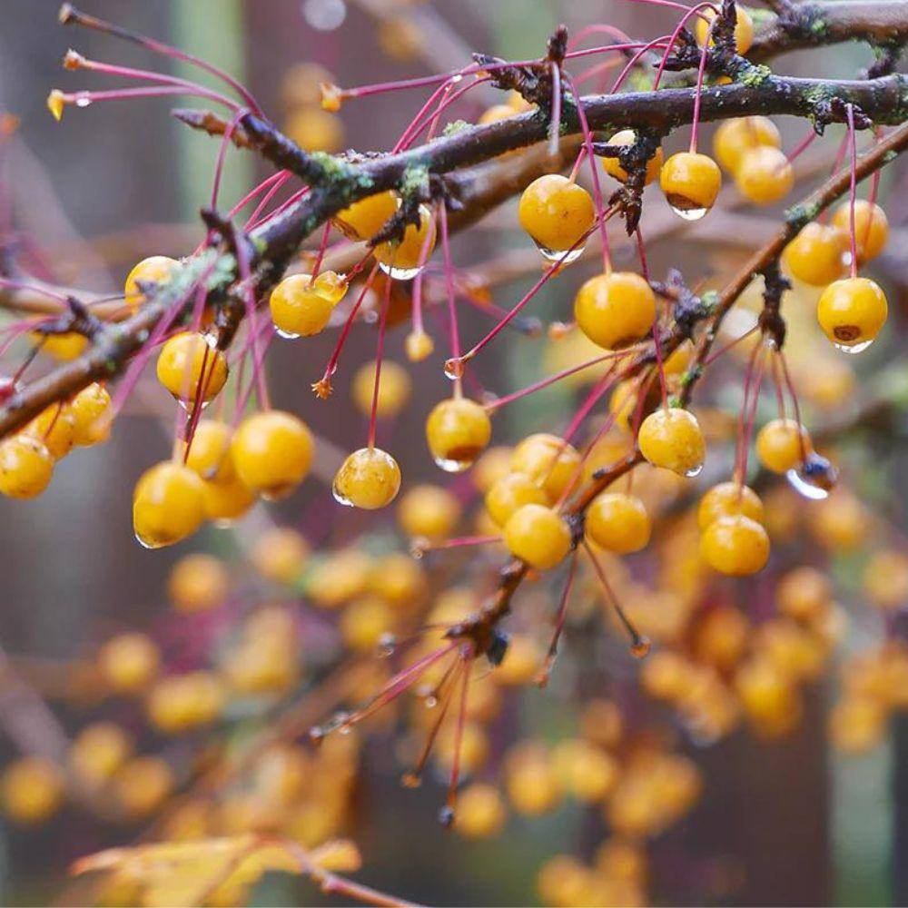 1 gal. Harvest Gold Crabapple Tree CRAHAR01G