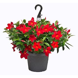 Rio 1.2 Gal (#10) Hanging Basket Dipladenia Flowering Annual Shrub with Red Pink White and Raspberry Splash Blooms 1001319332