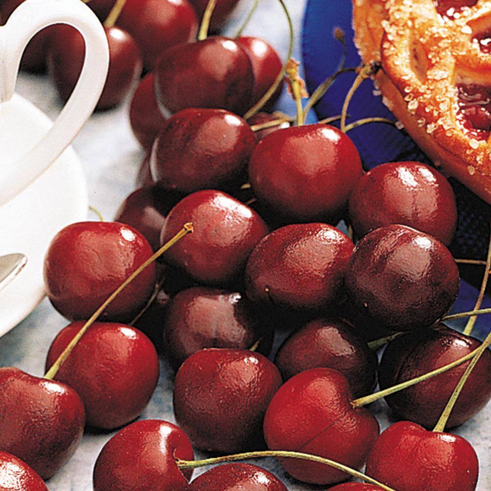 Gurney's North Star Cherry Tree Potted Starter Fruit Tree (1-Pack) 96300