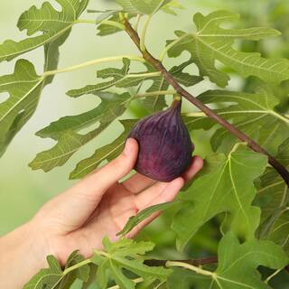 3 Gal. Chicago Hardy Fig Fruiting Tree (2-Pack) THD00124
