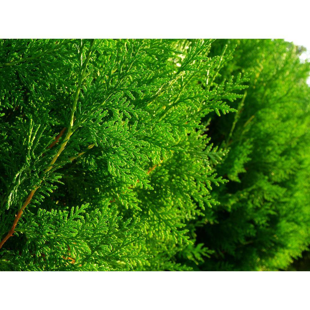 BELL NURSERY 3 Gal. Emerald Green Arborvitae (Thuja) Live Evergreen Shrub THUJA3SGD1PK