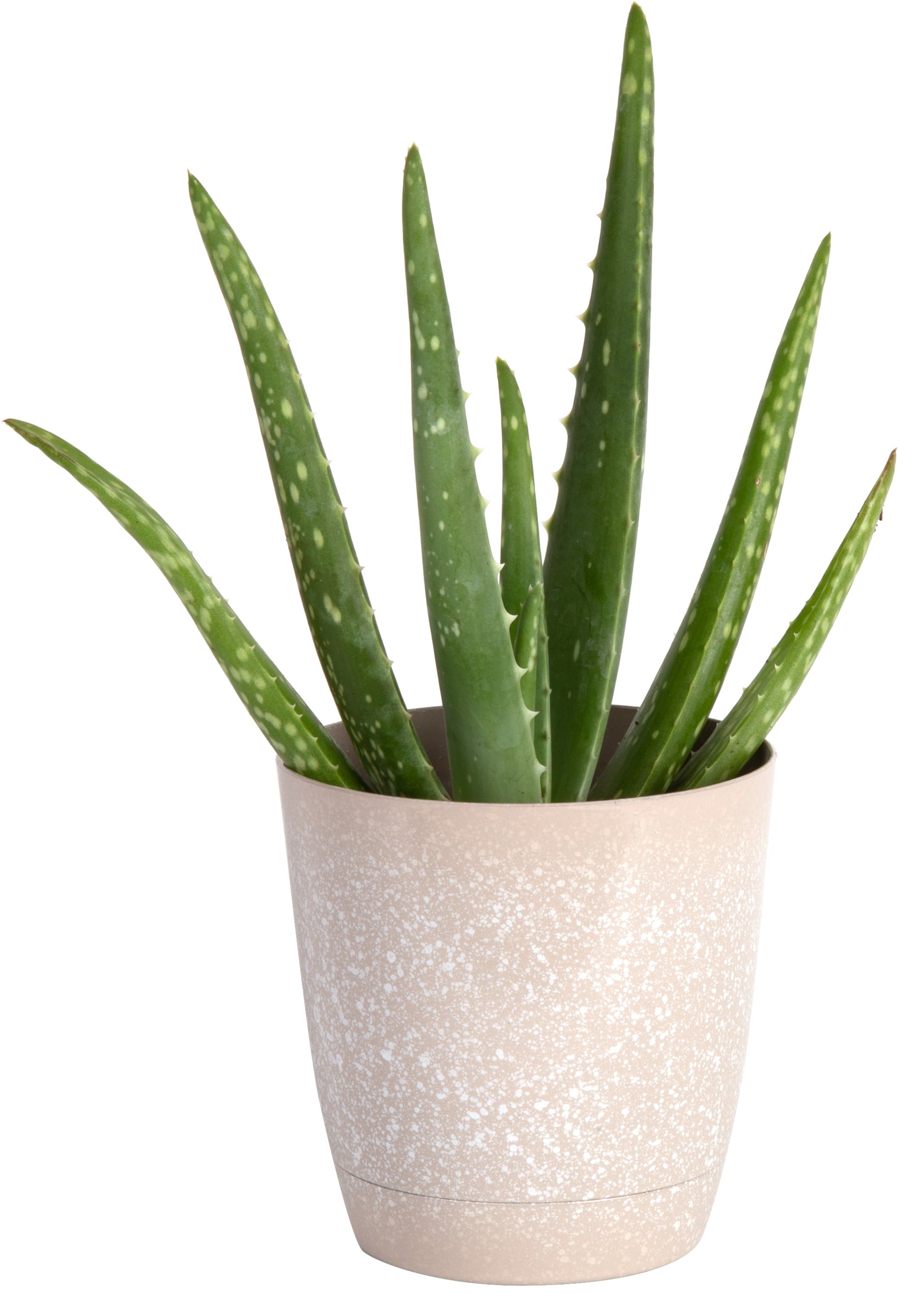 Costa Farms Desert Escape Live Indoor 7in. Tall Green Aloe Vera; Bright， Direct Sunlight Plant in 4in. Décor Pot