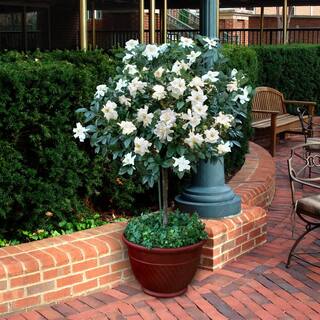 national PLANT NETWORK 3 gal. Gardenia Aimee Tree HD1891