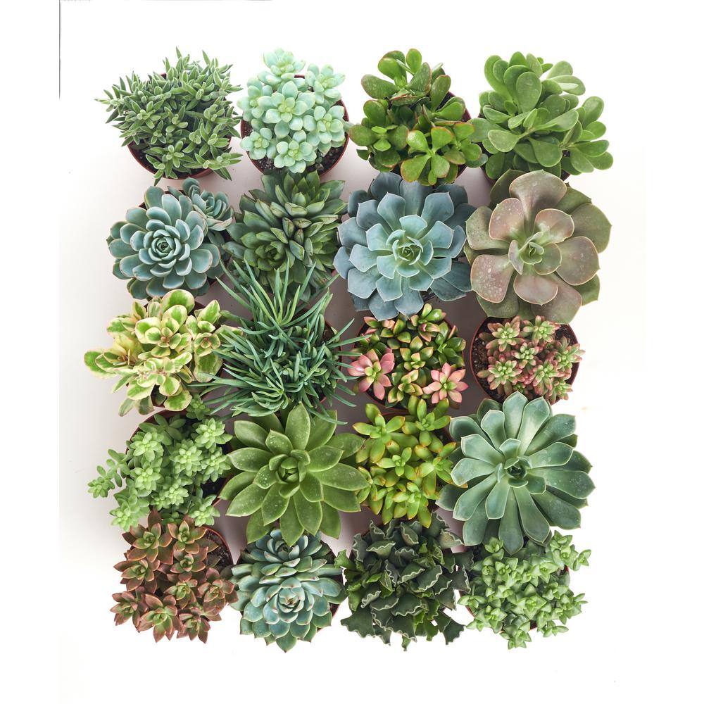 Shop Succulents 4 in. Assorted Succulent Collection Succulent (Collection of 20) A4-20