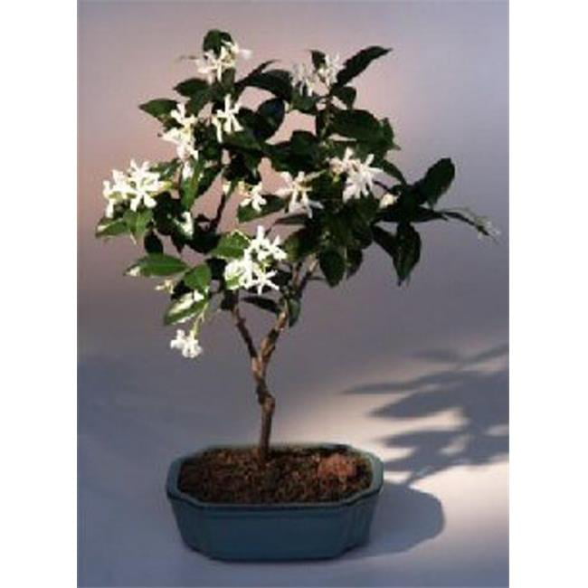 Bonsai Boy of New York d1353 Trachelospermum Jasminoides Flowering White Jasmine Bonsai Tree