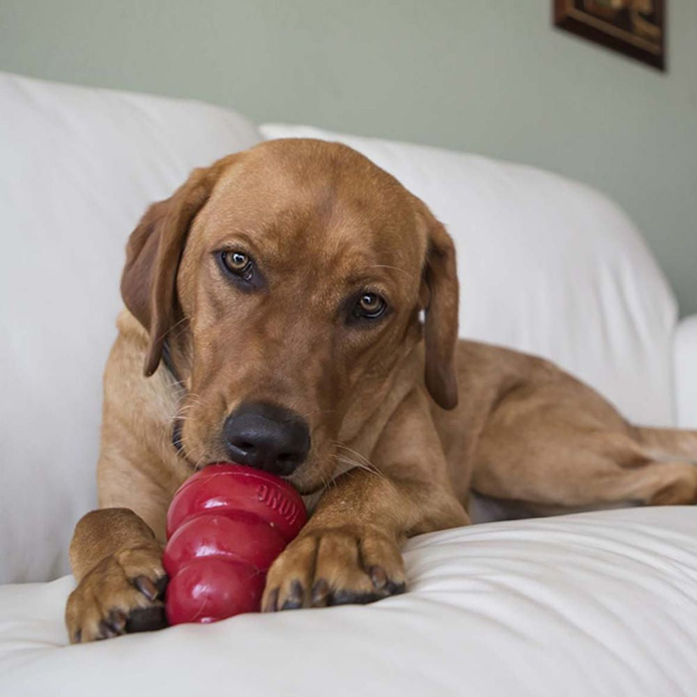 KONG StuffN Snacks Peanut Butter Recipe Dog Treats From Incredible Pets