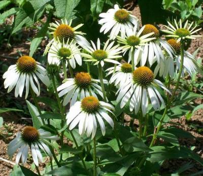 Classy Groundcovers - Echinacea purpurea 'White Swan' Brauneria purpurea， Rudbeckia purpurea {25 Pots - 3 1/2 inch Square}