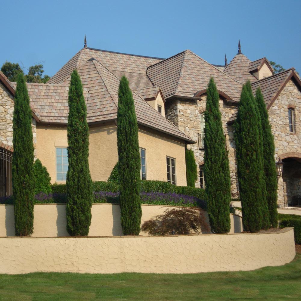 Italian Cypress