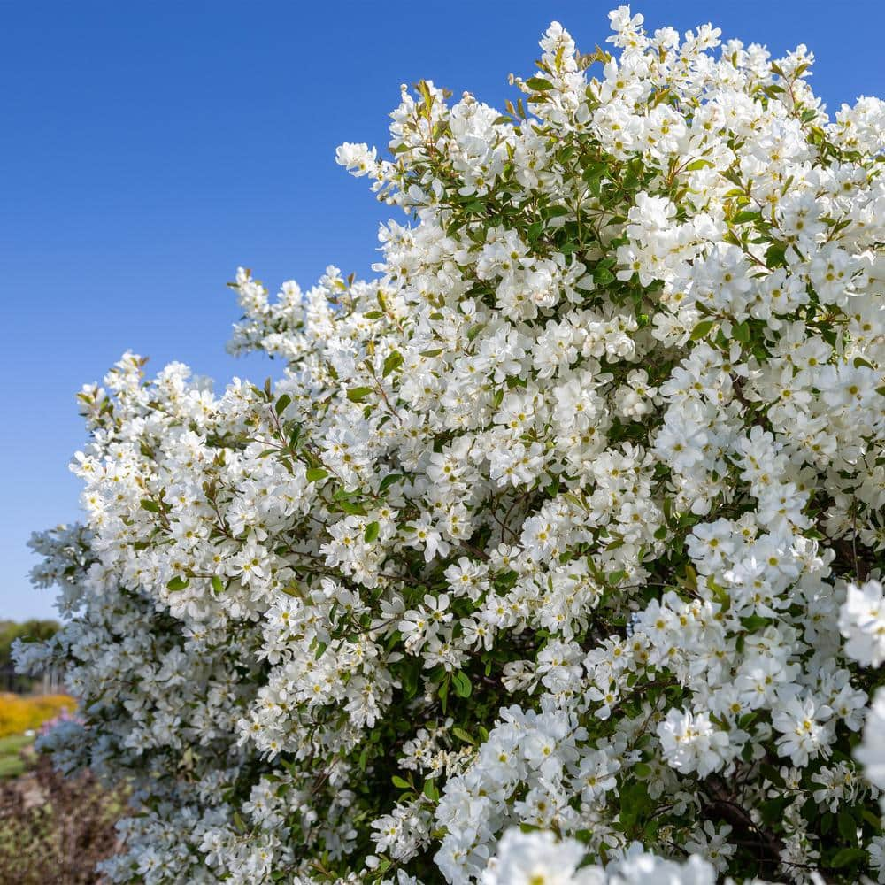 FIRST EDITIONS 2 Gal. Lotus Moon Pearlbush Shrub with White Flowers 18130