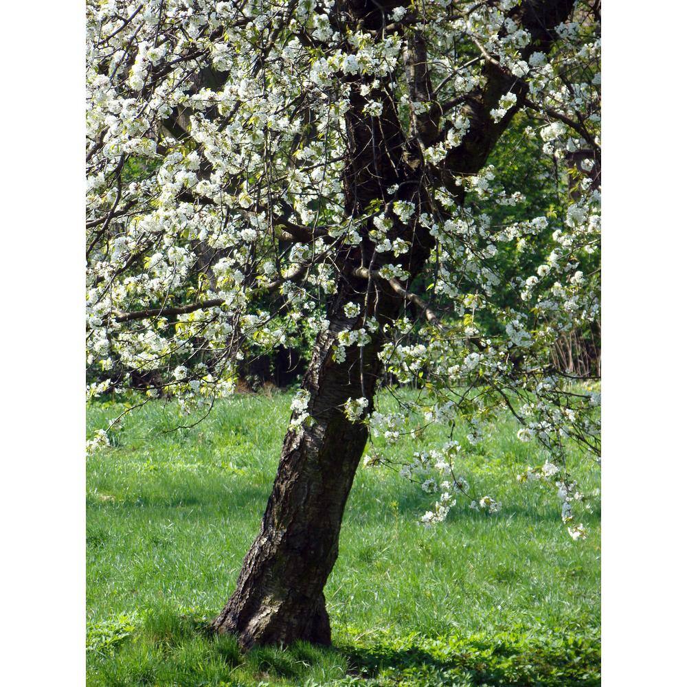 Online Orchards Harvest Gold Flowering Crabapple Tree Bare Root FLCA005