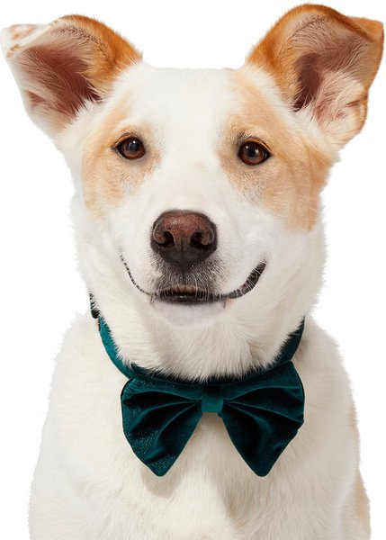 Frisco Green Velvet Dog and Cat Bow Tie